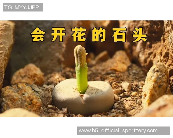 沙漠里的种子,因为篮球开出不同的花 沙漠里的种子,因为篮球开出不同的花